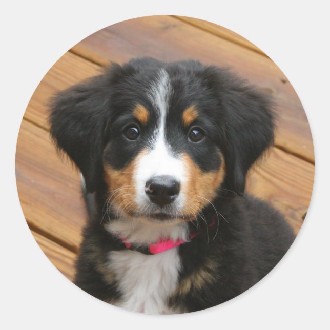 Adesivo Bernese Mountain Puppy Stickers (Frente)