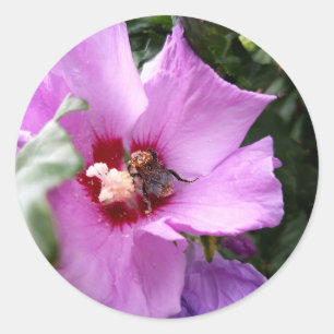 Adesivo Besouro-pintado em Flor de Hibisco