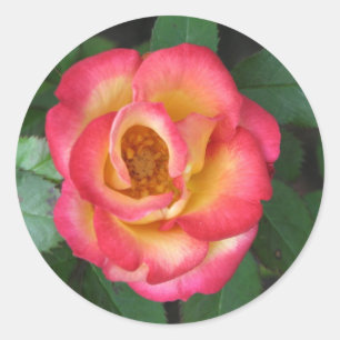 Adesivo Betty Boop 140