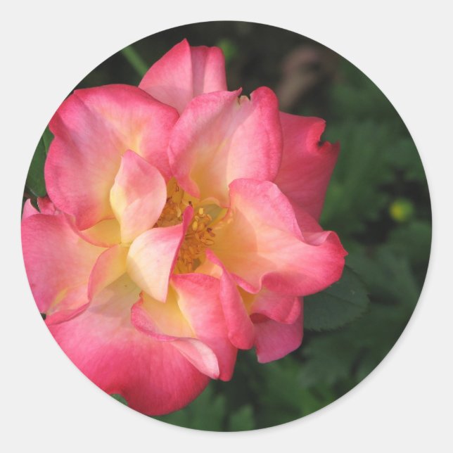 Adesivo Betty Boop - 24 de maio de 2009 139 (Frente)