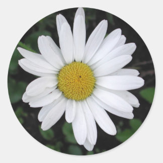Adesivo Betty's Daisy Round Sticker