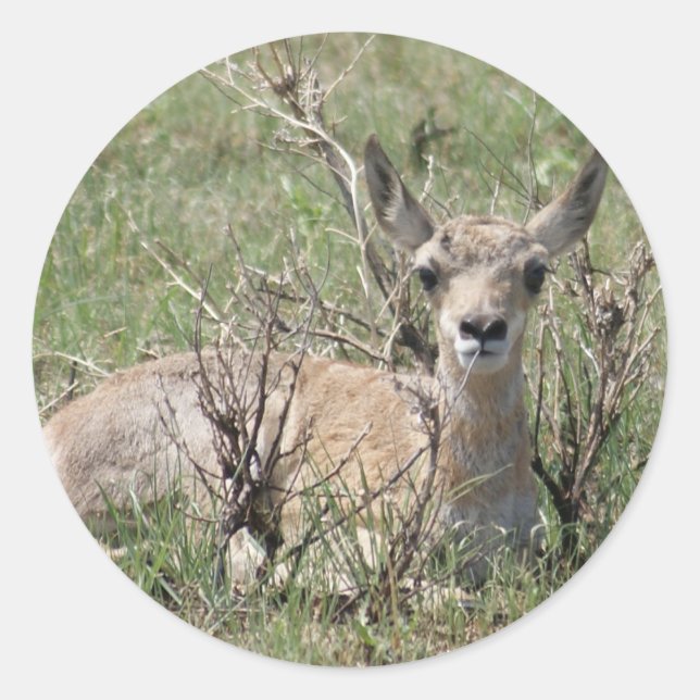 Adesivo Bézerro de Antilocapra Cabeça Erguida A7 (Frente)