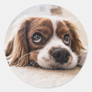 Adesivo Bicho de Estimação Cachorrinho Bonito