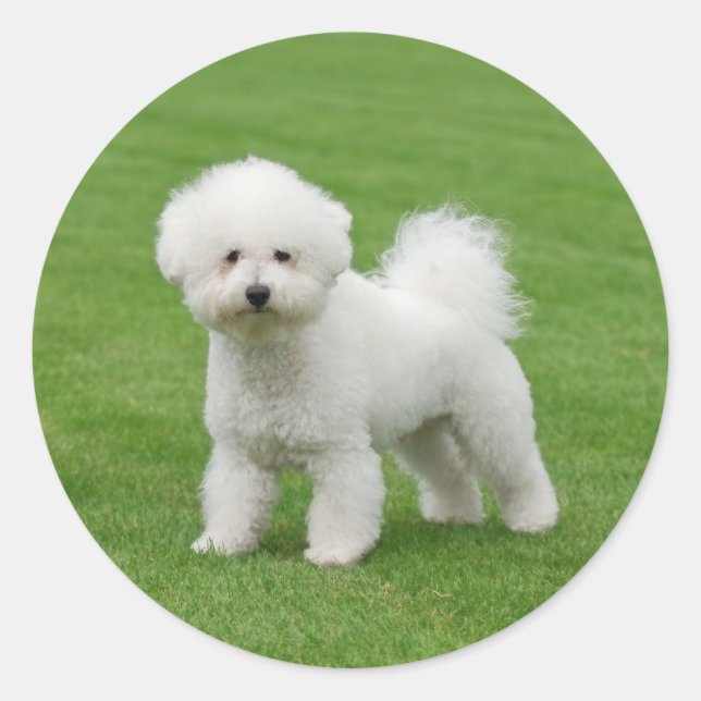 Adesivo Bichon Frise (Frente)