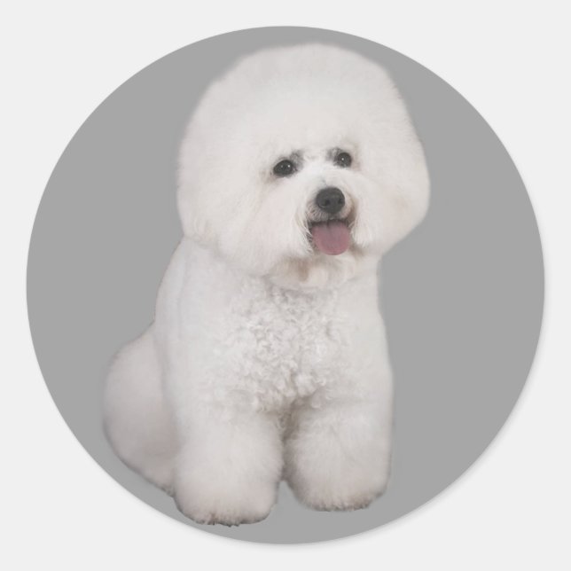 Adesivo Bichon Frise Precioso Sticker (Frente)