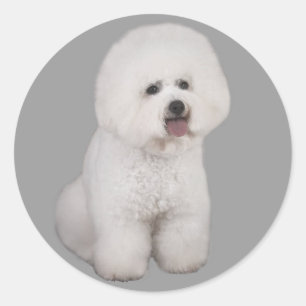Adesivo Bichon Frise Precioso Sticker