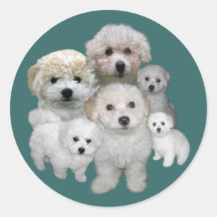 Adesivo Bichon Frise Puppies Sticker