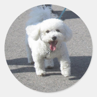 Adesivo Bichon Frise Sticker Round