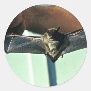 Adesivo Big Brown Bat