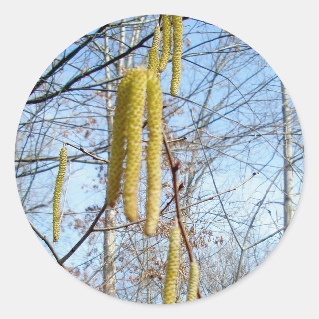 Adesivo Birch Catkins Stickers (Frente)