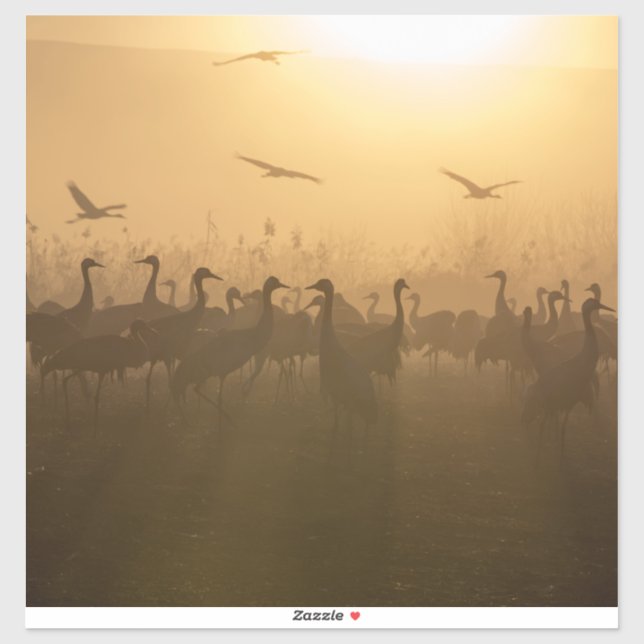 Adesivo Bird Flock of Cranes no lago Agamon HaHula, Israel (Folha)