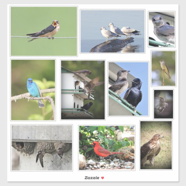 Adesivo Bird Love (Folha)