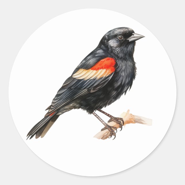 Adesivo Bird Stickers Red-Winged Blackbird (Frente)