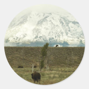 Adesivo Bison no Grand Teton National Park Fotografia