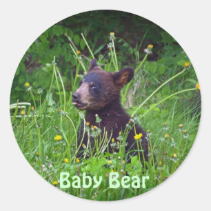 Adesivo Black Bear Cub Comendo Dandelions Foto
