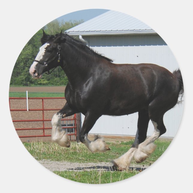 Adesivo Black Clydesdale (Frente)