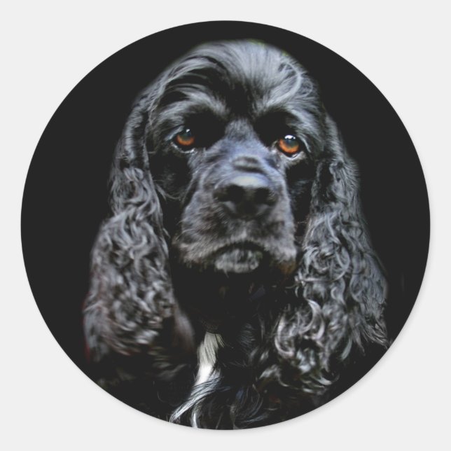 Adesivo Black Cocker Spaniel (Frente)