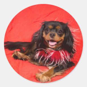 Adesivo Black E Tan Cavalier King Charles Em Red Sticker