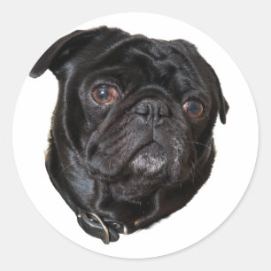 Adesivo Black Funny Pug