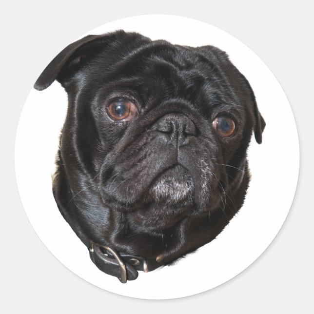 Adesivo Black Funny Pug (Frente)