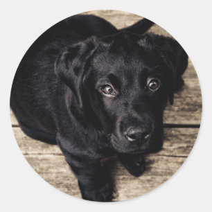 Adesivo Black Labrador Retriever Puppy sobre madeira