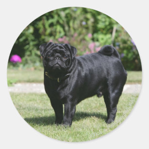 Adesivo Black Pug em pé olhando para a câmera
