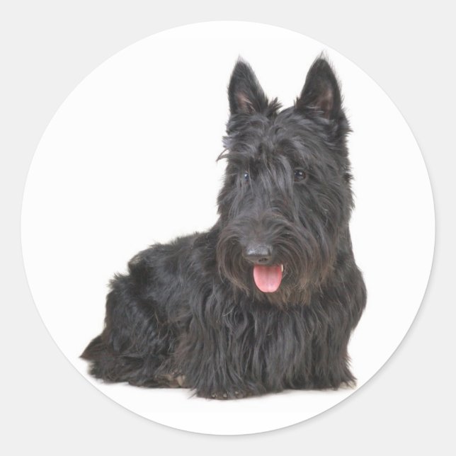 Adesivo Black Scottish Terrier Puppy Dog Sticker / Seal (Frente)