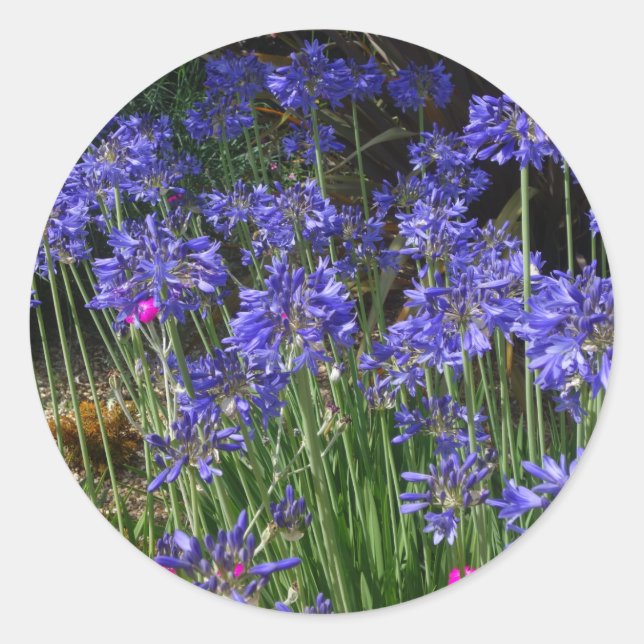 Adesivo Blue Agapanthus Flowers Sticker (Frente)