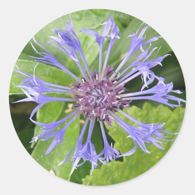 Adesivo Blue Cornflower Sticker (Frente)