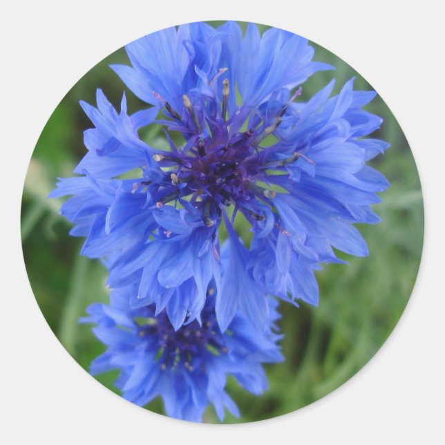Adesivo Blue Cornflower Sticker (Frente)