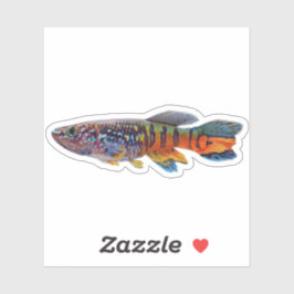 Adesivo Blue gularis Fundulopanchax sjostedti peixe anual