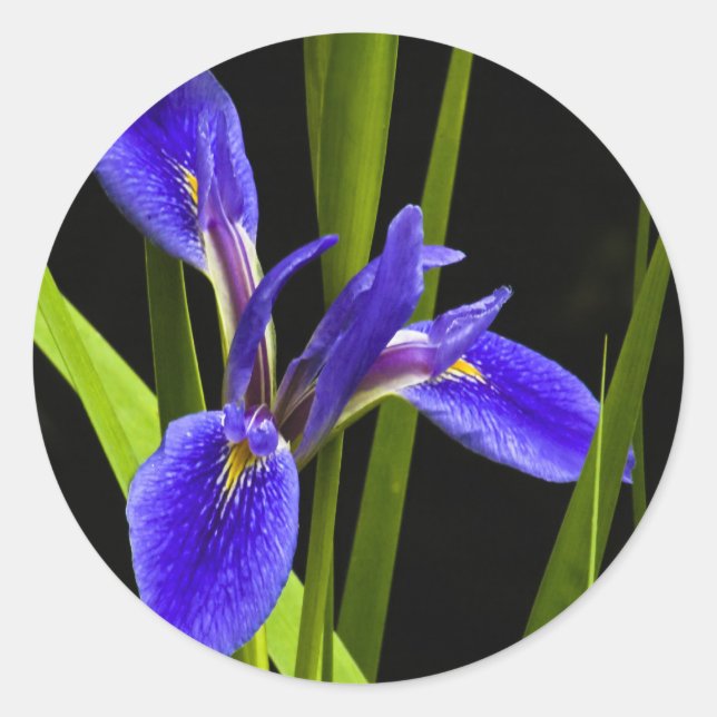 Adesivo Blue Iris Sticker (Frente)