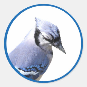 Adesivo Blue Jay