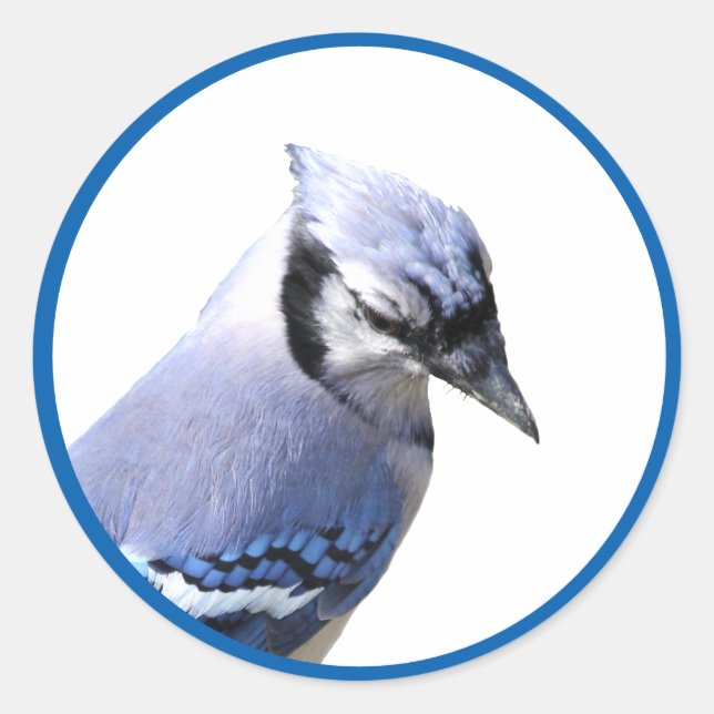 Adesivo Blue Jay (Frente)