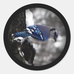 Adesivo Blue Jay de inverno