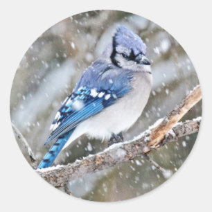 Adesivo Blue Jay em uma tempestade de neve