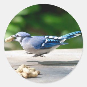 Adesivo Blue Jay ganhando um amendoim