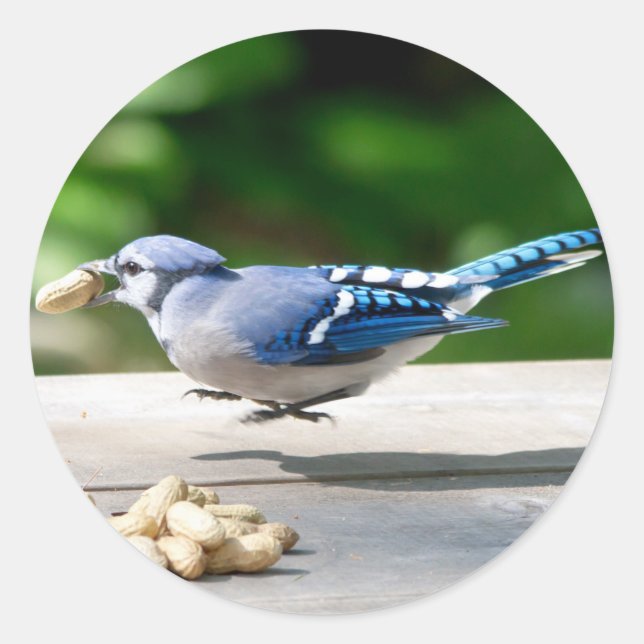 Adesivo Blue Jay ganhando um amendoim (Frente)