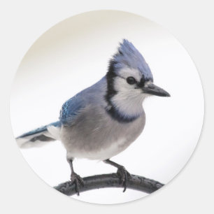 Adesivo Blue Jay no inverno