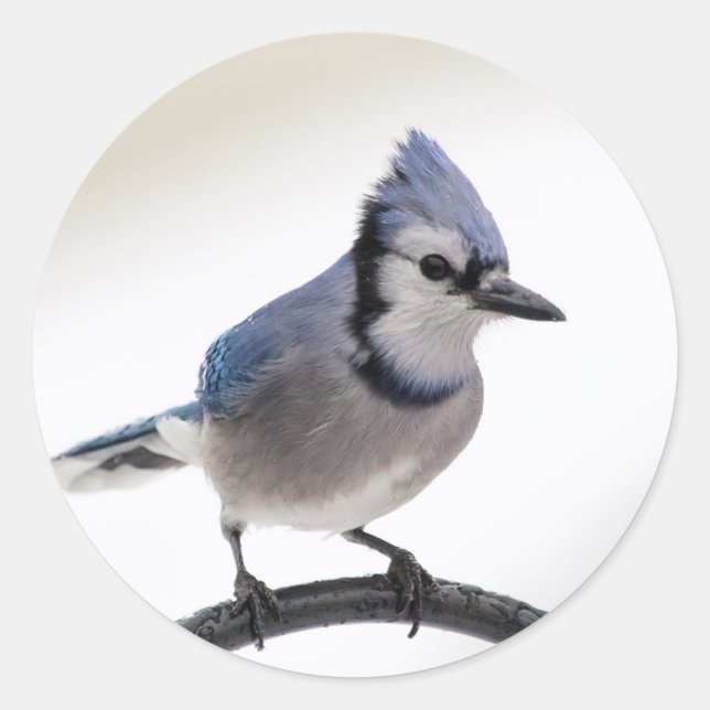Adesivo Blue Jay no inverno (Frente)