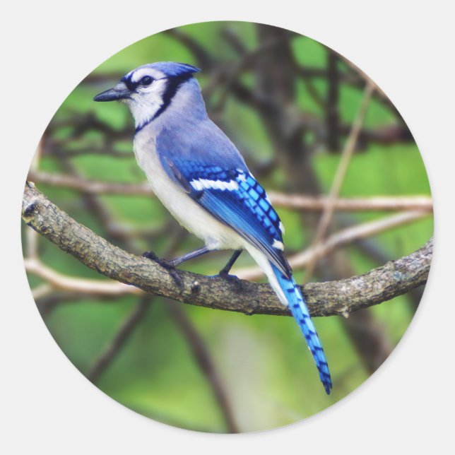Adesivo Blue Jay Round Sticker (Frente)