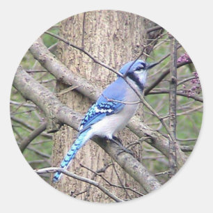 Adesivo Blue Jay Sticker