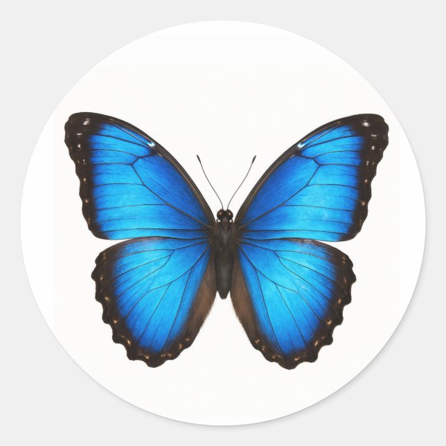 Adesivo Blue Morpho Brilliance (Frente)