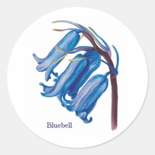 Adesivo Bluebell