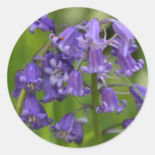 Adesivo bluebells