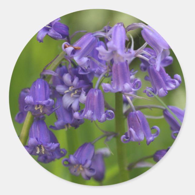 Adesivo bluebells (Frente)
