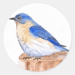 Adesivo Bluebird de descanso