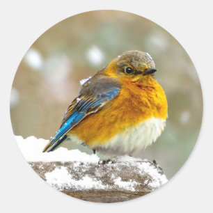 Adesivo Bluebird oriental na neve - Foto original