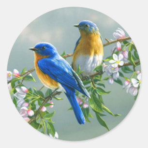 Adesivo Bluebird. Sialis oriental americano do Sialia do