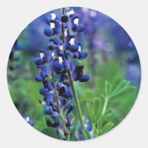 Adesivo Bluebonnet de Texas